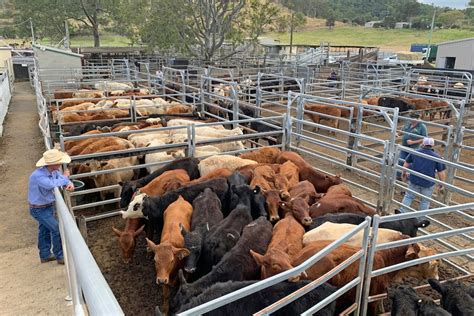 cattle prices casino.
